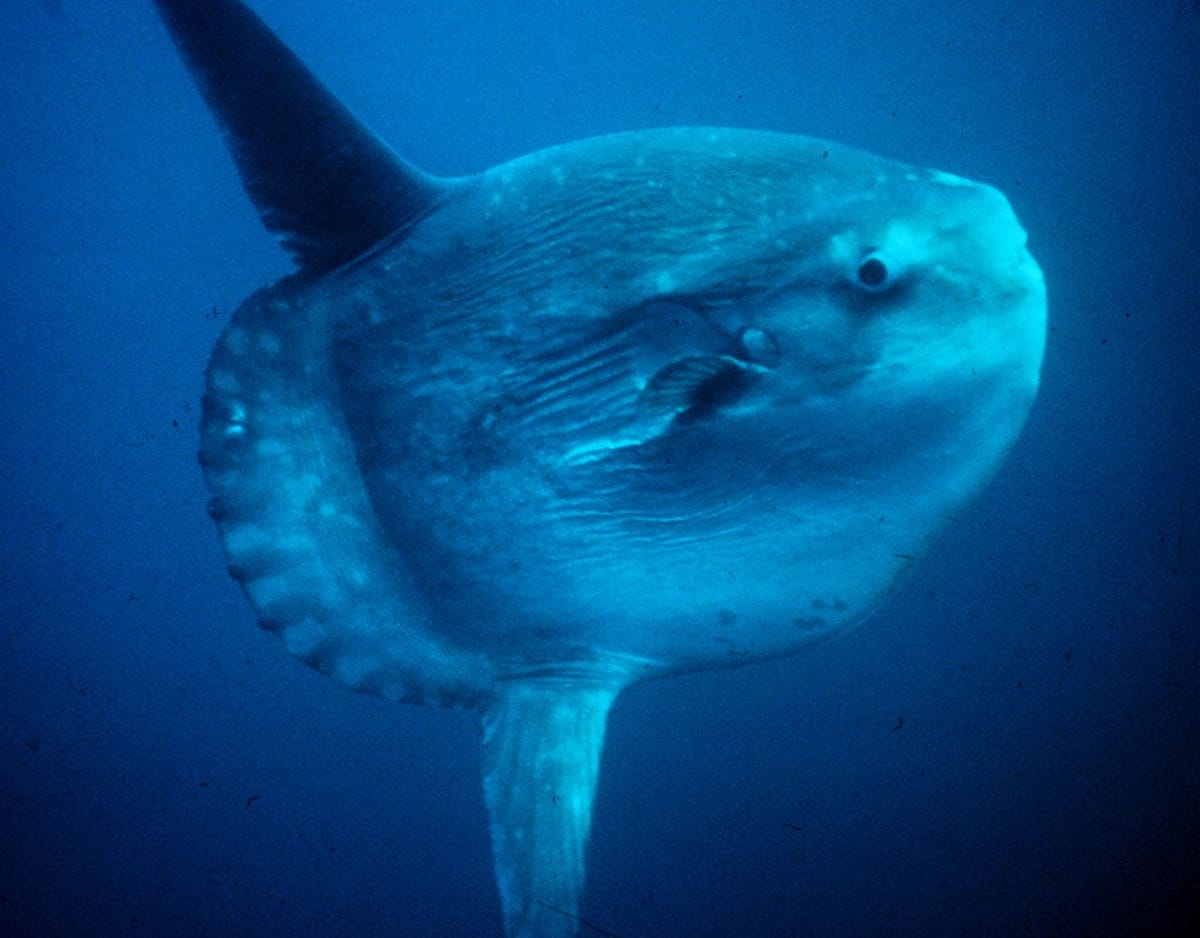 Grabe ang Laki! Fishermen Accidentally Catch Giant Sunfish in Marinduque, Then Let It Go