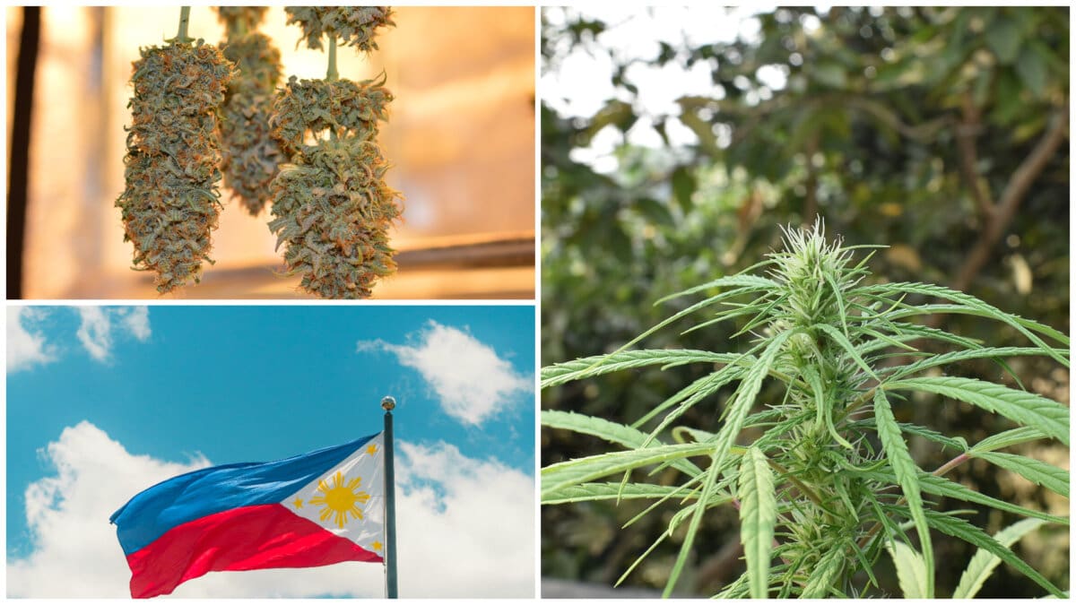 Game Changer: DOH Backs Bill to Legalize Medical Marijuana in the Philippines