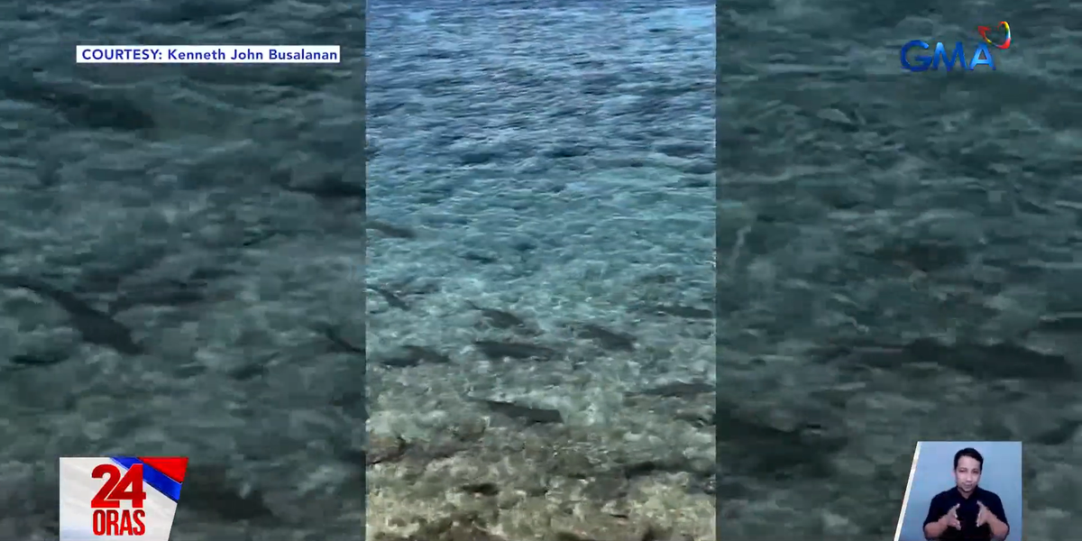 Sharks, Pero Chill: Dozens Spotted Cruising Near Cebu Shore