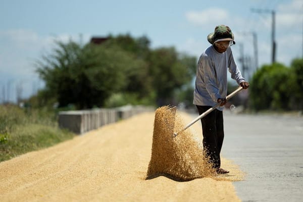 Palay Buying Game Plan: NFA Waits for End-March Window to Refill Rice Buffer