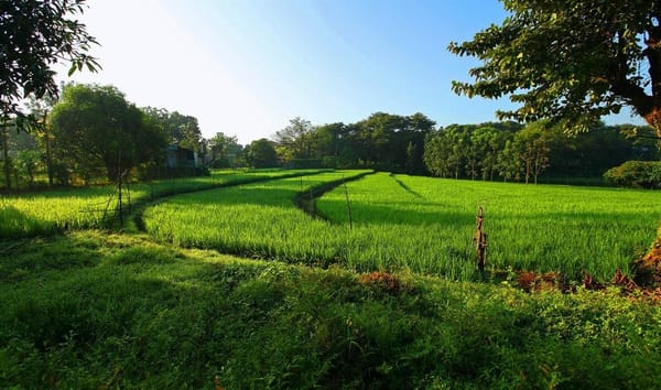 P50 Rice Price Cap Starts: Imported Bigas Gets 30-Day Ceiling